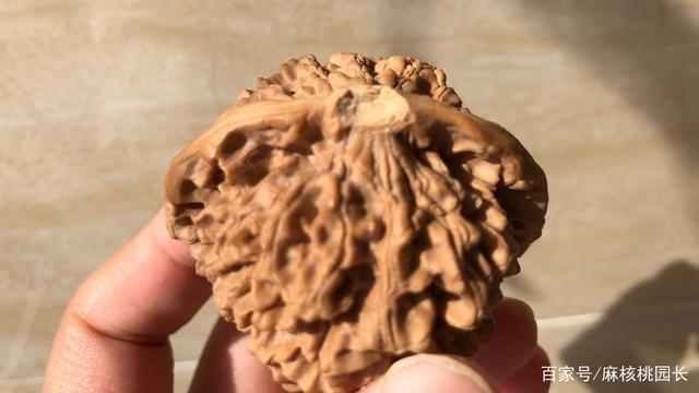 都说文玩核桃水太深?那是您不了解它!文核常见问题汇总(上)