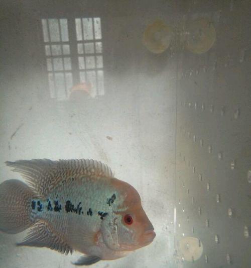 罗汉鱼苗自养3个多月