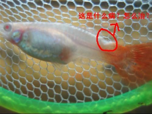 帮我看看我家孔雀鱼这是什么病?怎么治?
