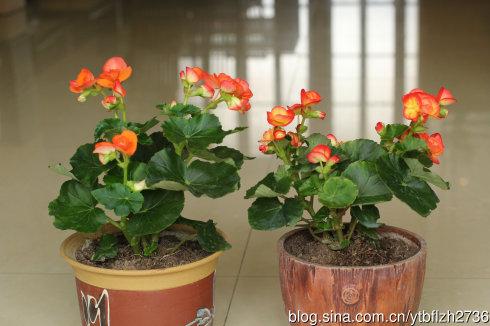 摘一朵——我的草本海棠花