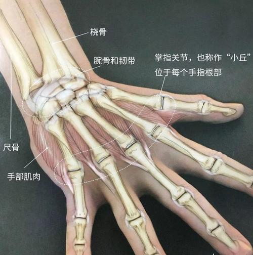 这些手腕的知识要了解!