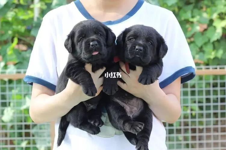 【科普贴】一只纯种拉布拉多犬多少钱_拉布拉多_穿搭