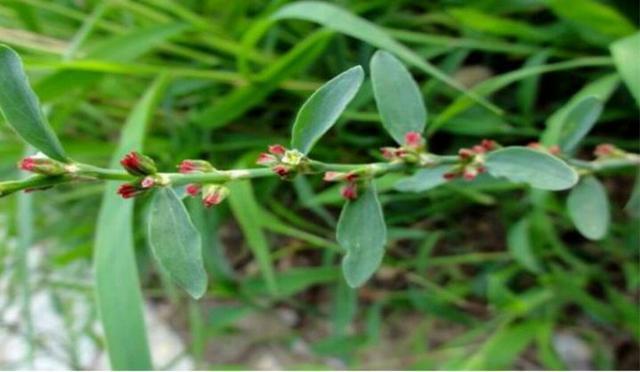 扁蓄bianxu是一种什么样的植物