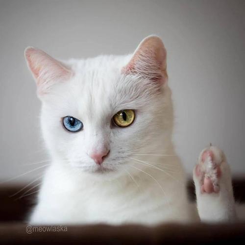 我寻思异瞳猫能有多漂亮直到