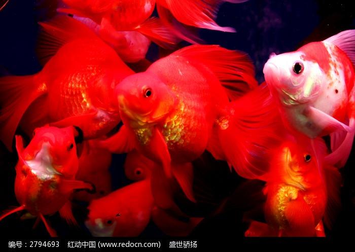 红色金鱼