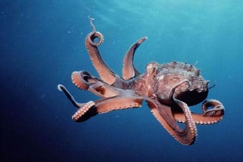 章鱼或是外星生物,已在地球生存2.7亿年,会可怕到哪种