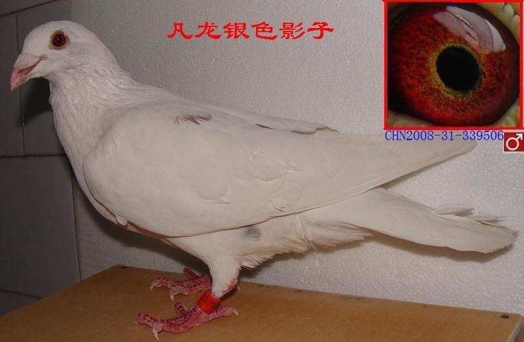 凡龙银色影子
