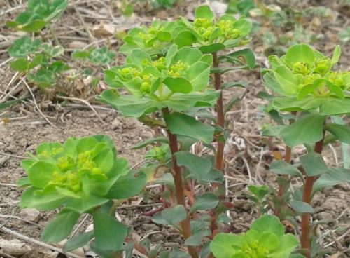 农村说的毛了眼草是什么图片