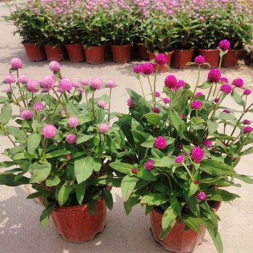 千日红盆栽百日红火球花卉带花苞四季开花耐热阳台庭院观花绿植物