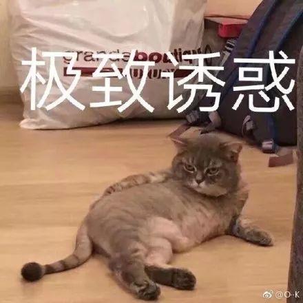 轻松一刻太喜欢沙雕猫狗表情包了疯狂收图
