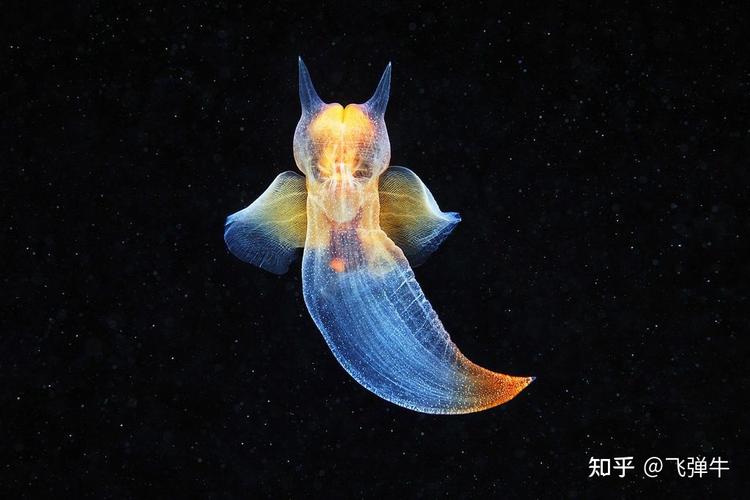 被称为海天使的裸海蝶其实是个残酷的天使