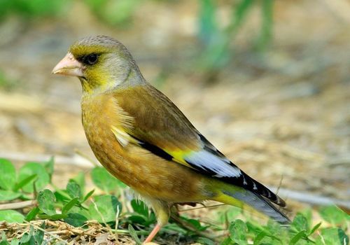 怎么看金翅雀的公母