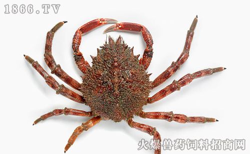 蜘蛛蟹和帝王蟹的区别