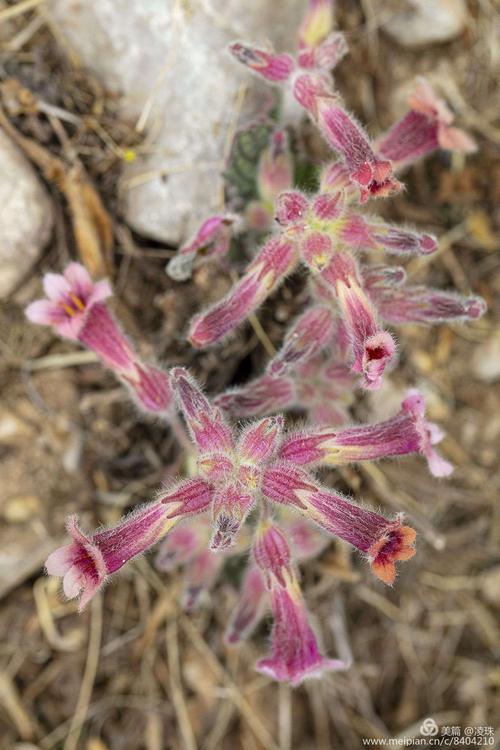 地黄全株有毛,叶丛生,花