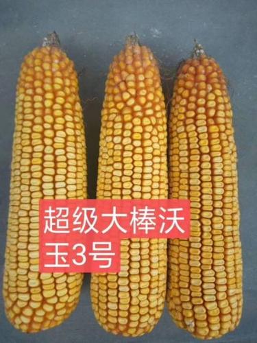 棒子又粗又长,国审大棒王:沃玉3号