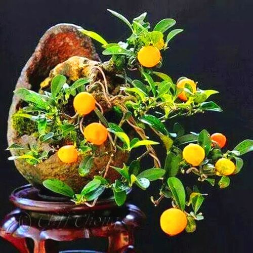 美观 开花季节:夏季 植物类别:木本花卉 难易程好货如云 新品种金豆子