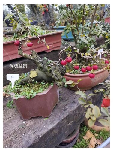 金弹子碳化绿植大型室内盆景式带临水精品悬崖大型绿植