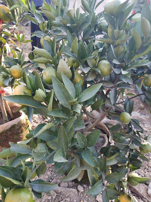 四季金桔苗 金桔盆栽树苗 羊奶金桔 脆皮金桔 食用小金桔子