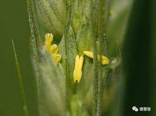 麦花是寿命最短的花古谷雨物候