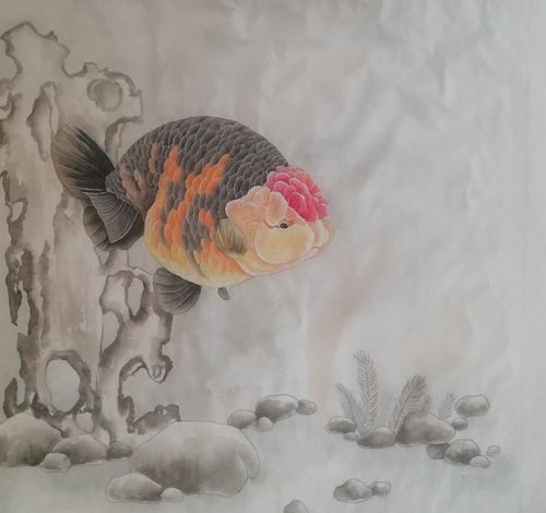 兰寿金鱼及金鱼工笔画作品欣赏