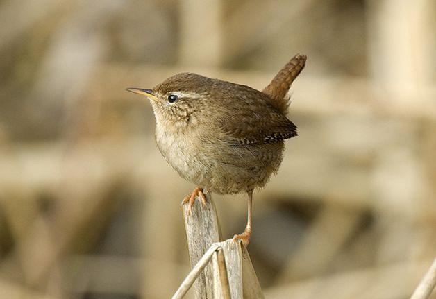 冬鹪鹩阿富汗亚种