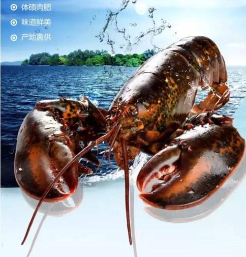 加拿大龙虾&波士顿龙虾 傻傻分不清_新斯科舍省