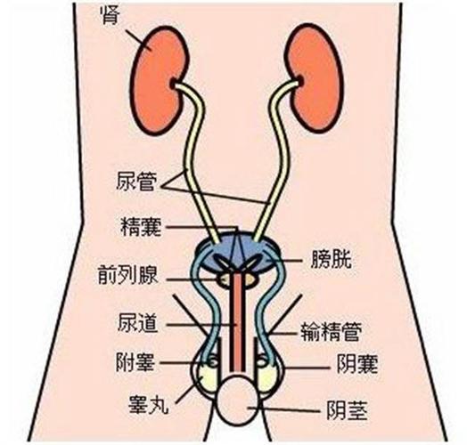 痛风性肾结石,肾盂积水或膀胱结石等容易引起顽固性泌尿系统感染