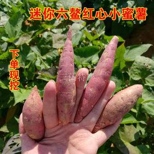 手指薯小香薯迷你小番薯小地瓜六鳌沙地红薯新鲜红心山芋非天目山