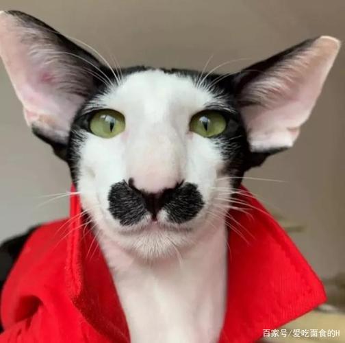 丑猫丑狗共同的特点?