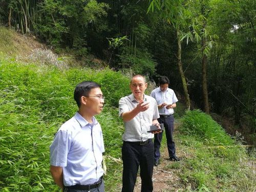 合江县副县长王波带队深入南滩镇调研指导工作