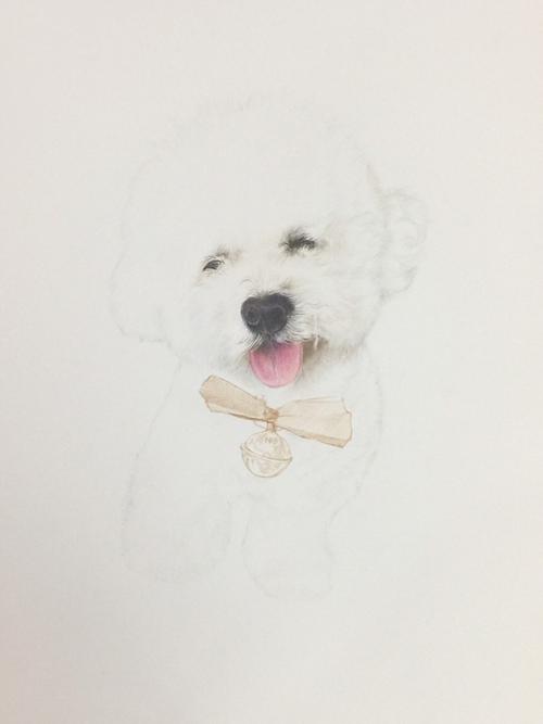 手绘比熊