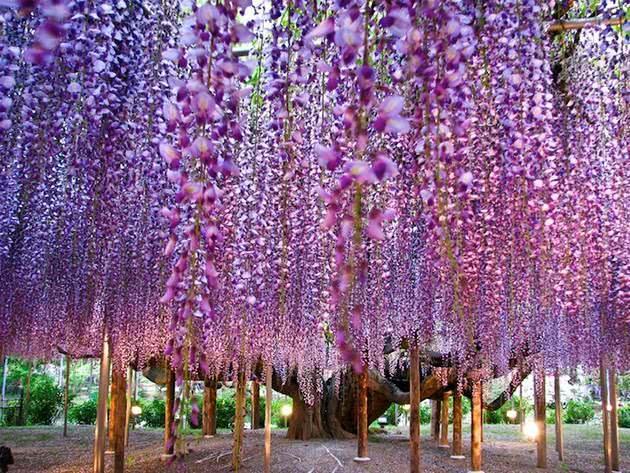 据说日本境内也有棵颇为美艳的花树,145岁的紫藤,这么一大簇的紫藤