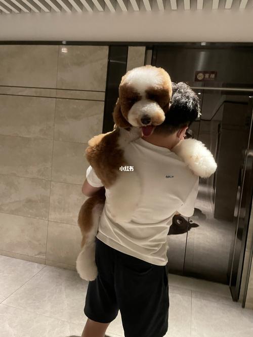 红白花巨贵犬 巨型贵宾 露妮_男朋友_宠物_狗