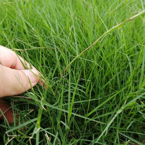 包衣带壳狗牙根护坡固土公园草坪草种籽暖季性草坪种子