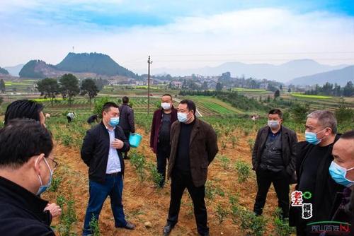 秀山县政府林成芳副县长,陈爱党副县长亲临现场指导,参与采茶,品茶