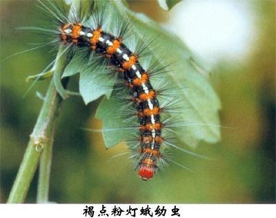 褐点粉灯蛾
