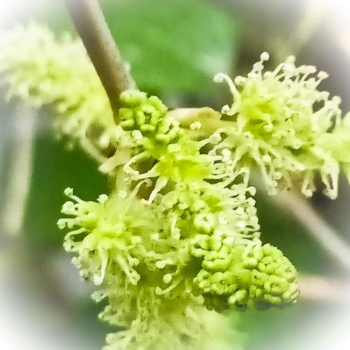 桑树开花,花黄穗状