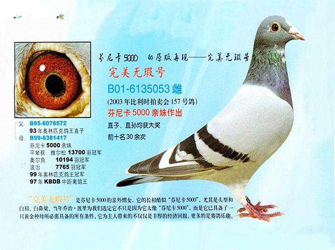 芬尼卡完美无缺(仅供欣赏)_华蓥山鸽舍_ ag188.