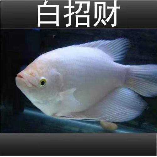 荣郁中大型热带淡水观赏鱼红眼白鱼风水鱼梅花战船古代战船鱼活体红眼