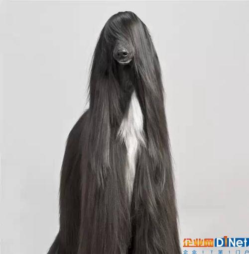 长得像拖把的狗狗,很多人却喜欢把他当宠物饲养