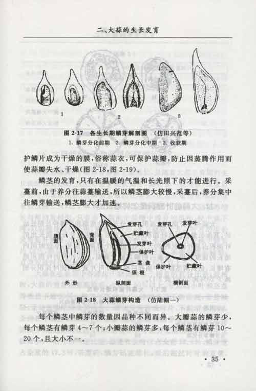 大蒜的原产地在哪里? 3.大蒜有哪些产品? 4.大蒜含有哪些营养物质? 5.