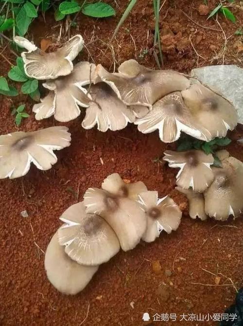 能食用野生菌大全,这35种野生菌你认识多少?