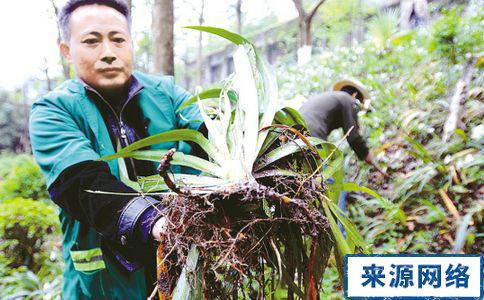 扁竹根的功效与作用 扁竹根图片