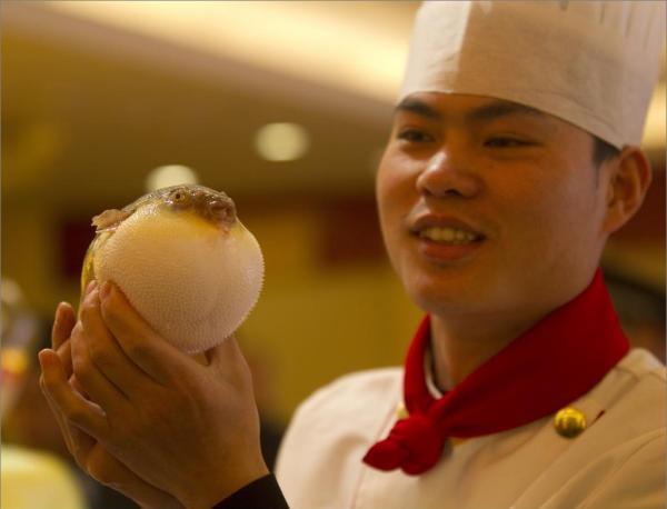 一名厨师在向食客展示人工养殖的河豚鱼. 澎湃新闻记者 许海峰 资料