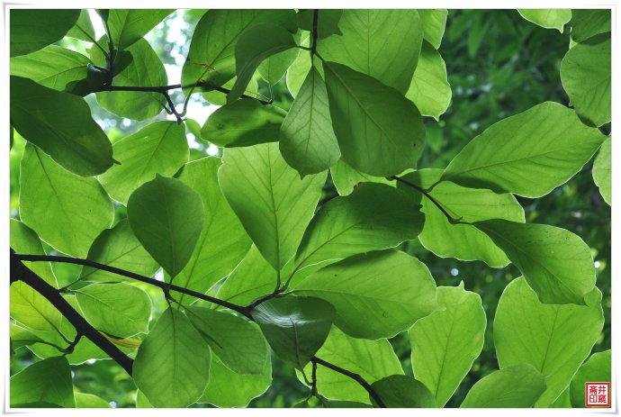 如果按照资料的描述看二乔木兰的叶子,我宁肯相信它是白玉兰,断然不