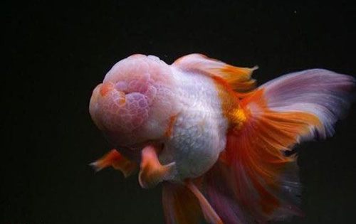 中国国粹金鱼鉴赏 - 泰狮(三)