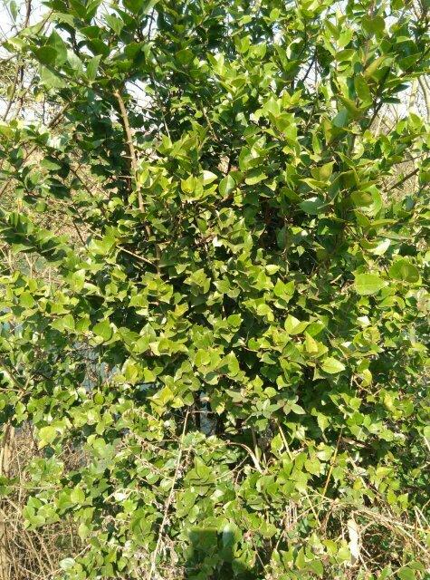 这是黄金刺树吗?请大师指教