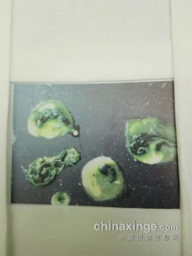 通过观察粪便知晓鸽子疾病【图】