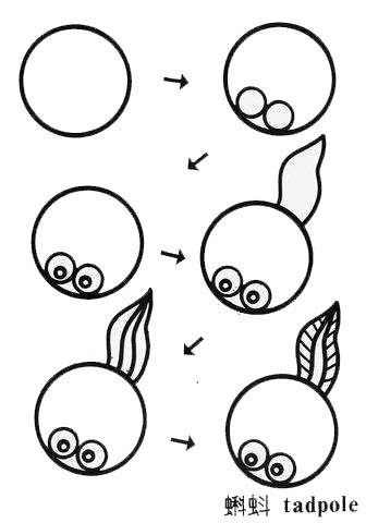 从卵变成青蛙怎么简笔画?