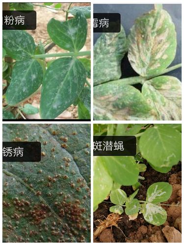 其它 豌豆管理方案 写美篇 叶斑病:金叶子10g 旺菲10g 白粉,霜霉病
